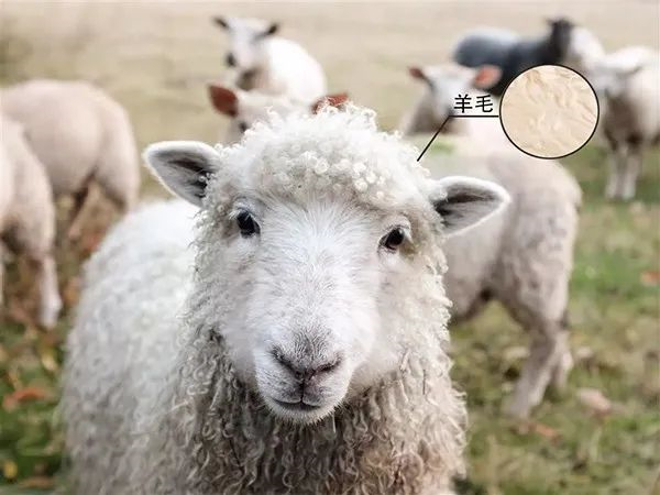 单面顺毛呢面料3
