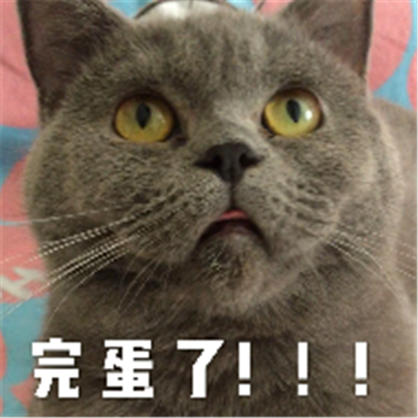 维罗呢面料04